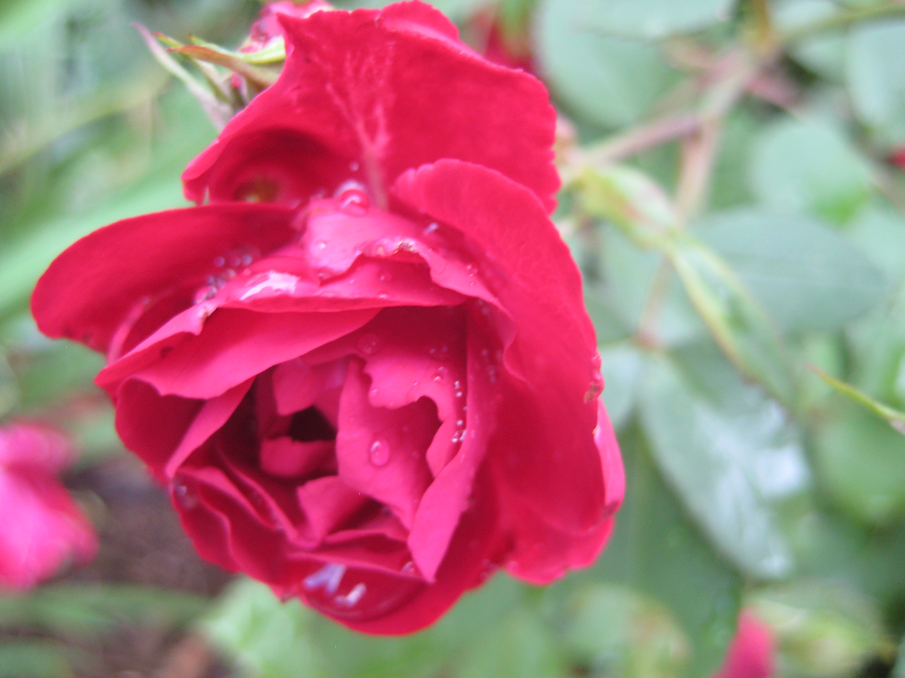 Raindrops On Roses